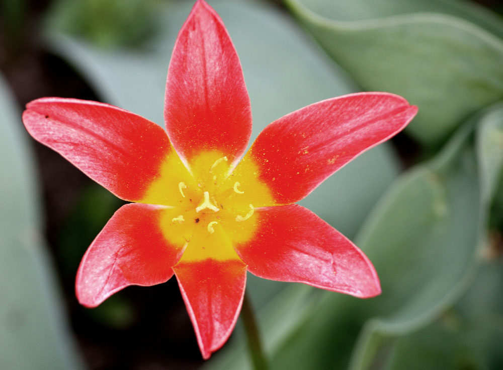 die ersten Tulpen im Garten