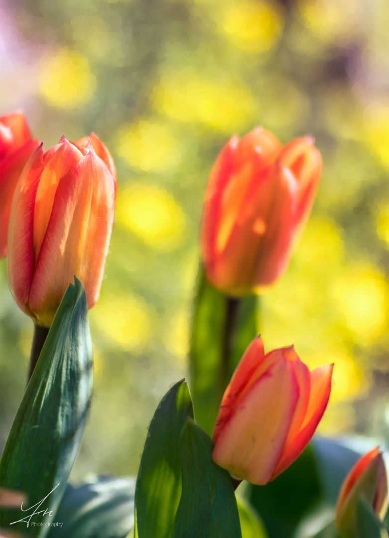 Die ersten Tulpen kommen bei uns