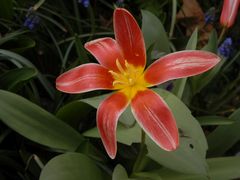 Die ersten Tulpen und Traubenhyazinthen blühen