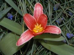 Die ersten Tulpen und Traubenhyazinthen blühen