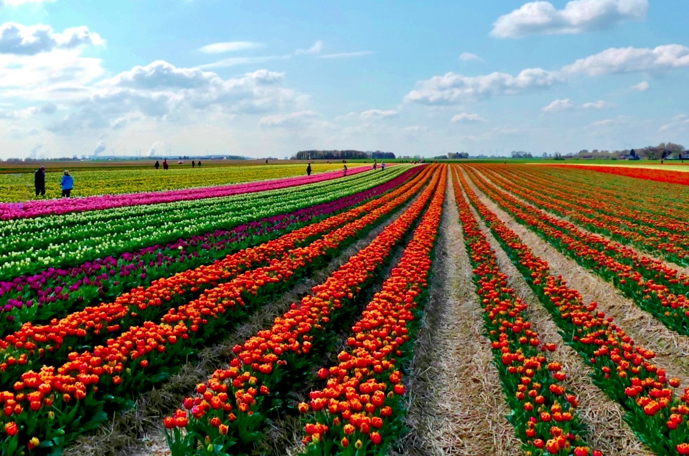 Die ersten Tulpenfelder blühen ...