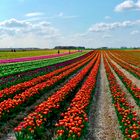 Die ersten Tulpenfelder blühen ...