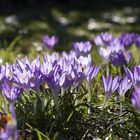 Die ersten Vorboten des Frühlings