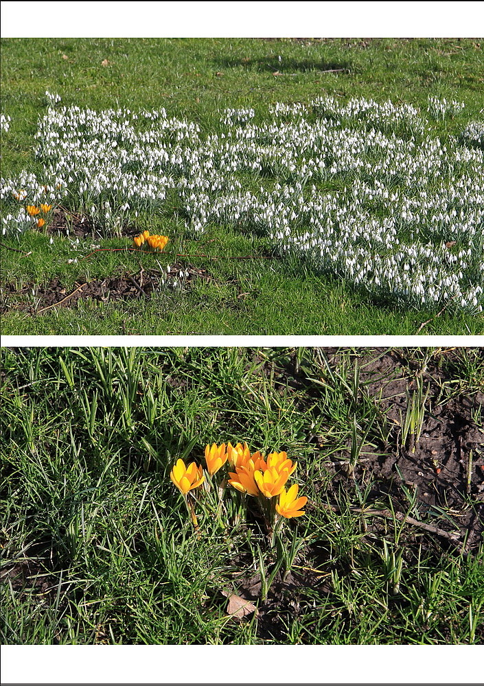 Die ersten Vorfrühlingsboten sind schon da!