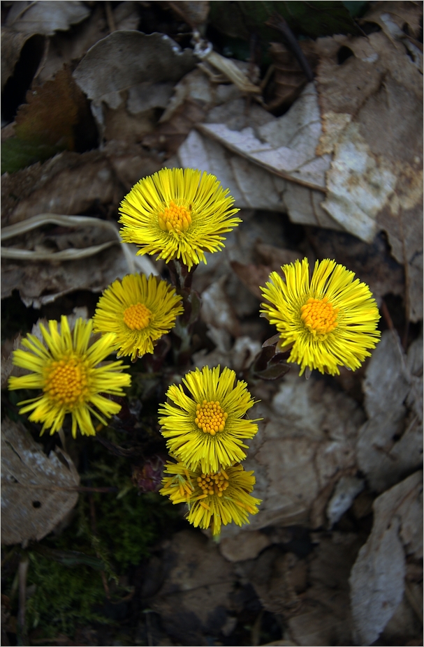 Die ersten Waldblumen dieses Jahres..