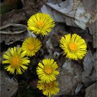 Die ersten Waldblumen dieses Jahres..