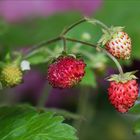 Die ersten Walderdbeeren - Fragaria vesca....