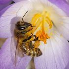 Die ersten warmen Sonnenstrahlen ... fleißige Bienen