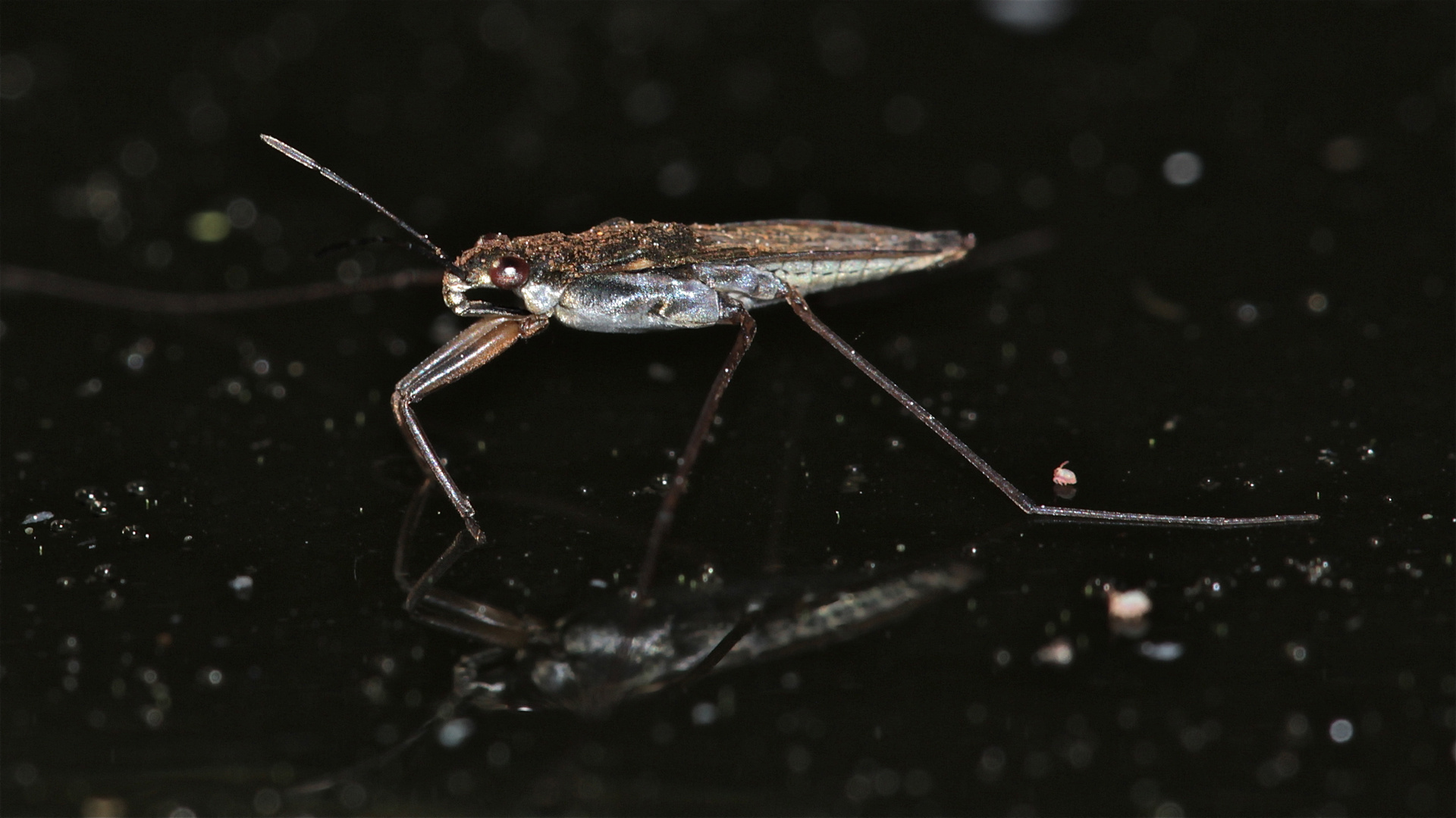 Die ersten Wasserläufer sind schon ein paar Tage unterwegs (Gerris lacustris)