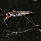 Die ersten Wasserläufer sind schon ein paar Tage unterwegs (Gerris lacustris)