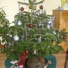 Die ersten Weihnachtsgeschenke sind schon unterm Baum......
