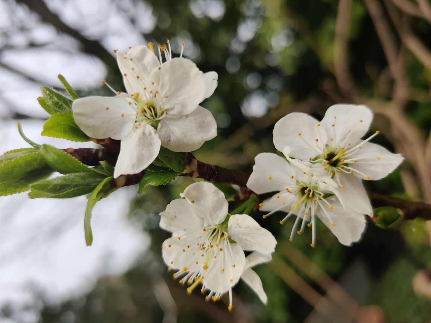 Die ersten weißen Blüten