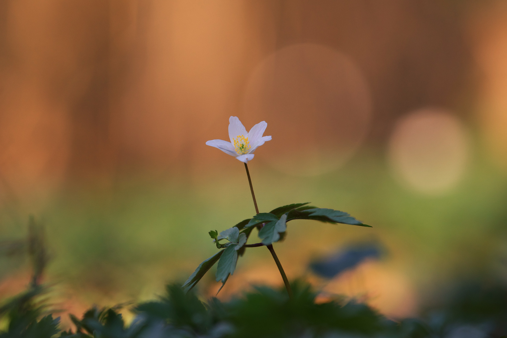 Die ersten weißen Blüten