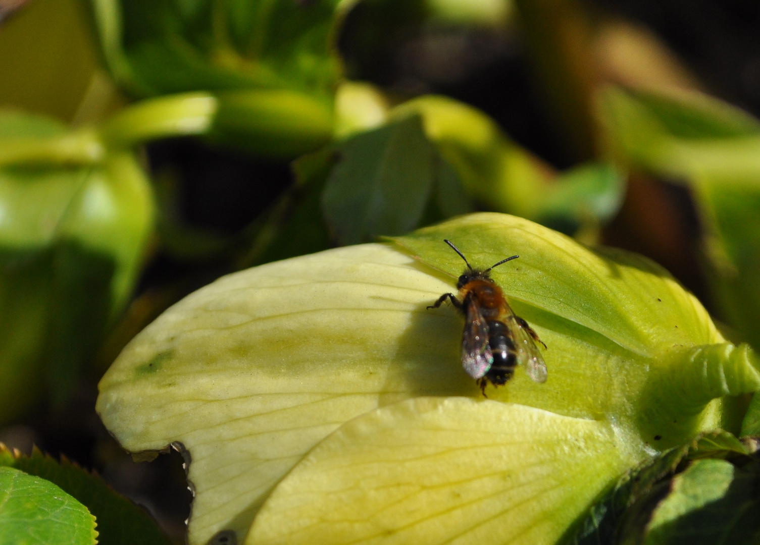 Die ersten Wildbienen....