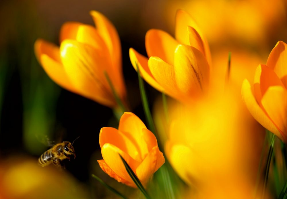 Die ersten Wildbienen sind bereits unterwegs