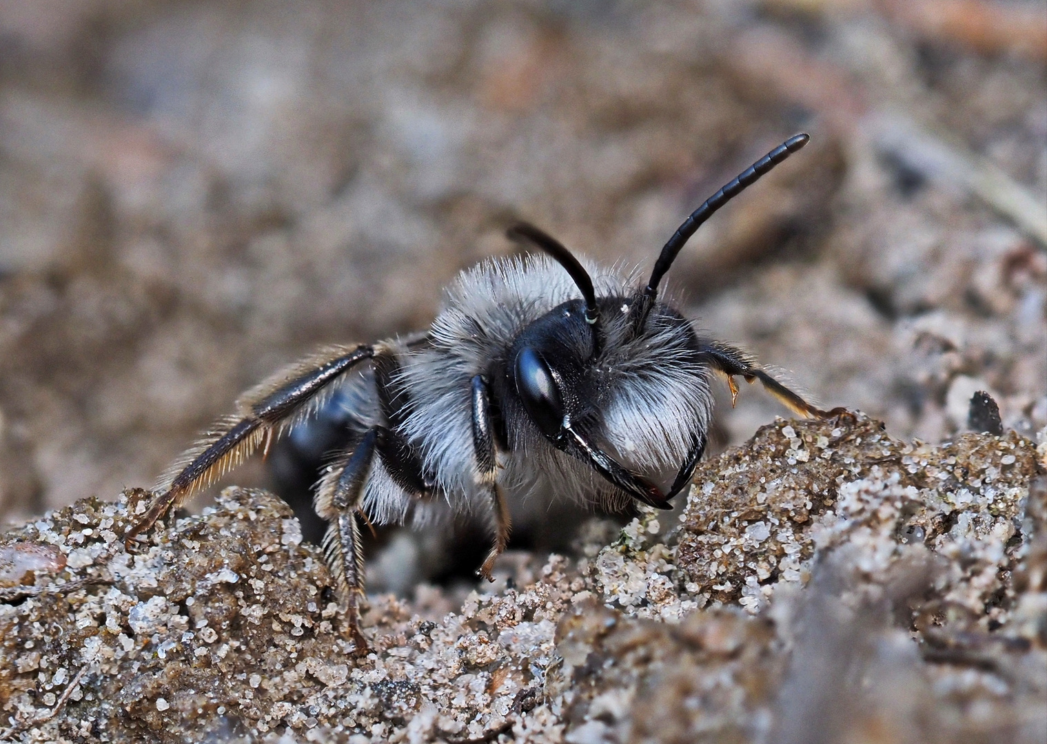 Die ersten Wildbienen sind da...