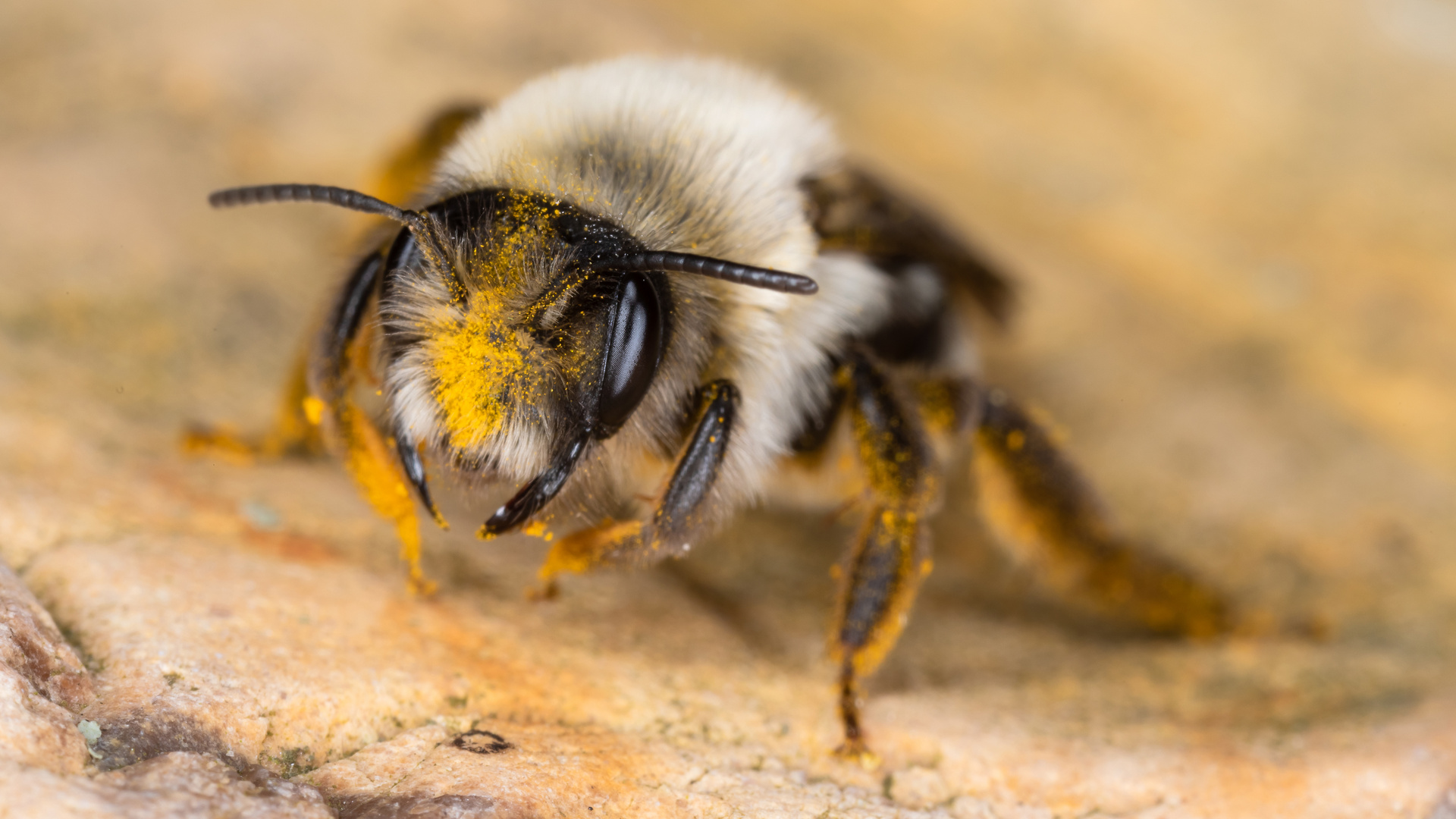 Die ersten Wildbienen sind da...