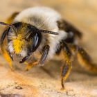 Die ersten Wildbienen sind da...