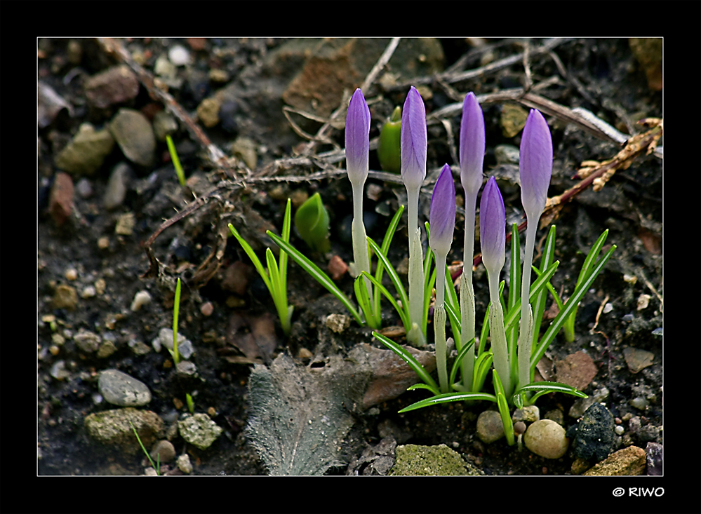 die ersten wilden Krokusse in der Natur ....