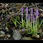 die ersten wilden Krokusse in der Natur ....