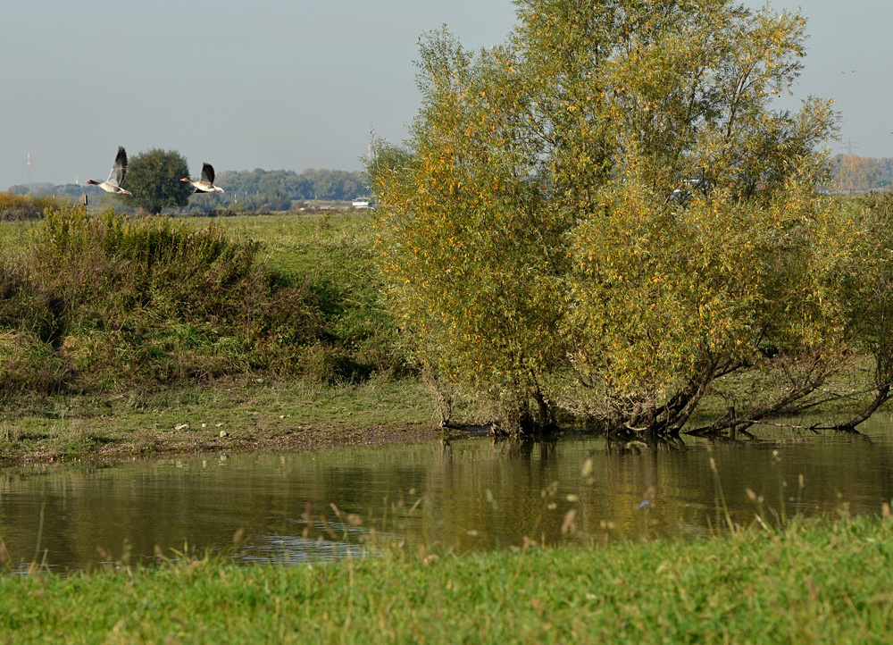 Die ersten Wildgänse