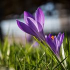 Die ersten Wildkrokusse