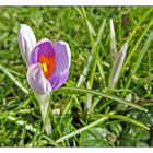 Die ersten Wildkrokusse wagten sich gestern bei Sonnenschein hervor.