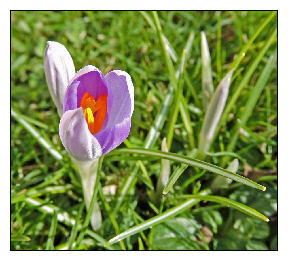 Die ersten Wildkrokusse wagten sich gestern bei Sonnenschein hervor.