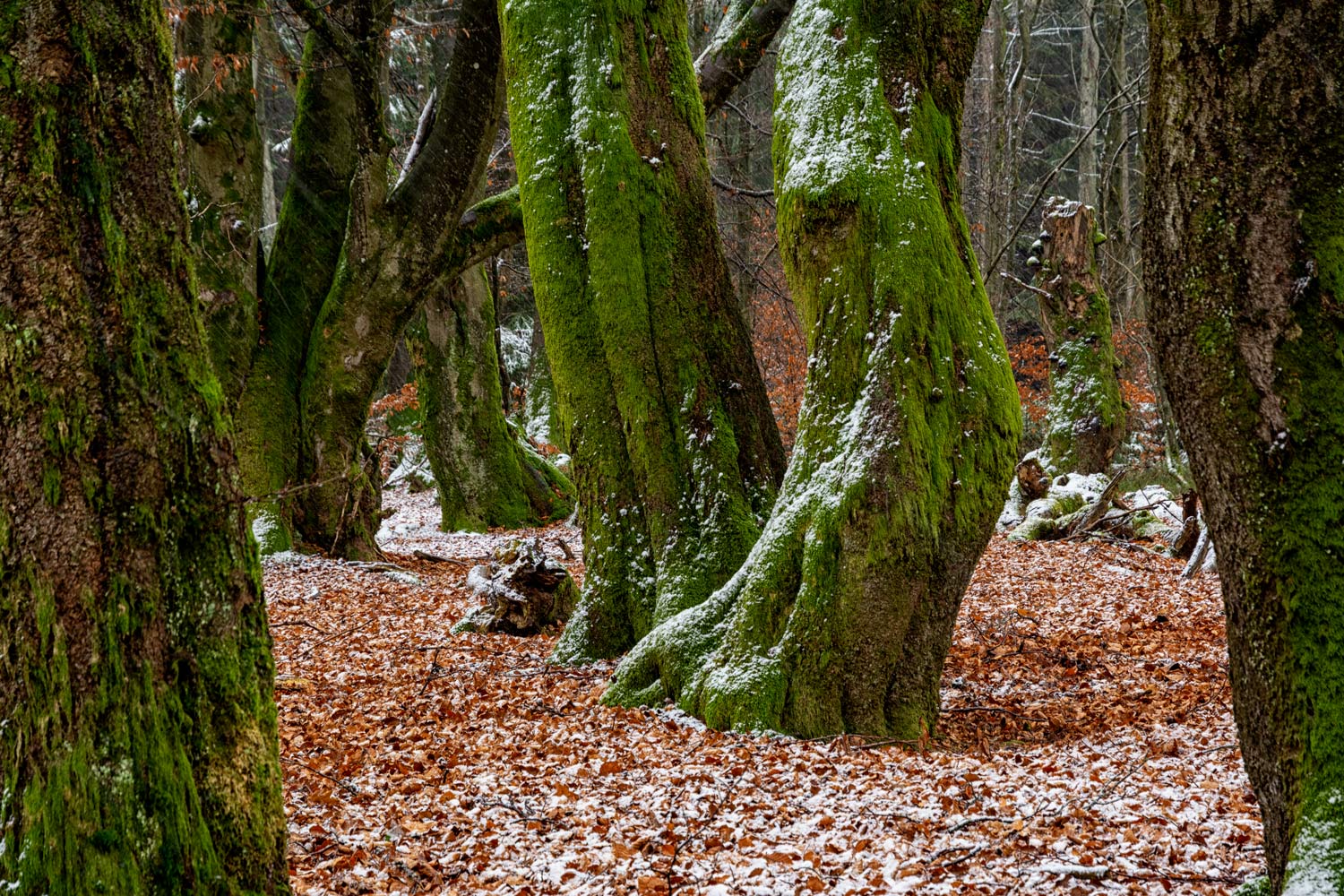 die ersten Winterboten