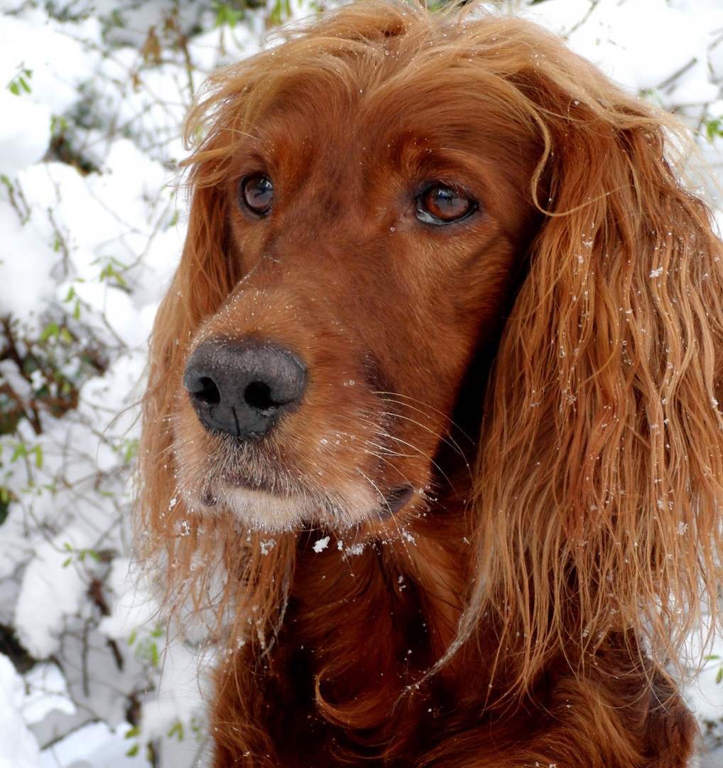 Die ersten Winterflocken im Fell