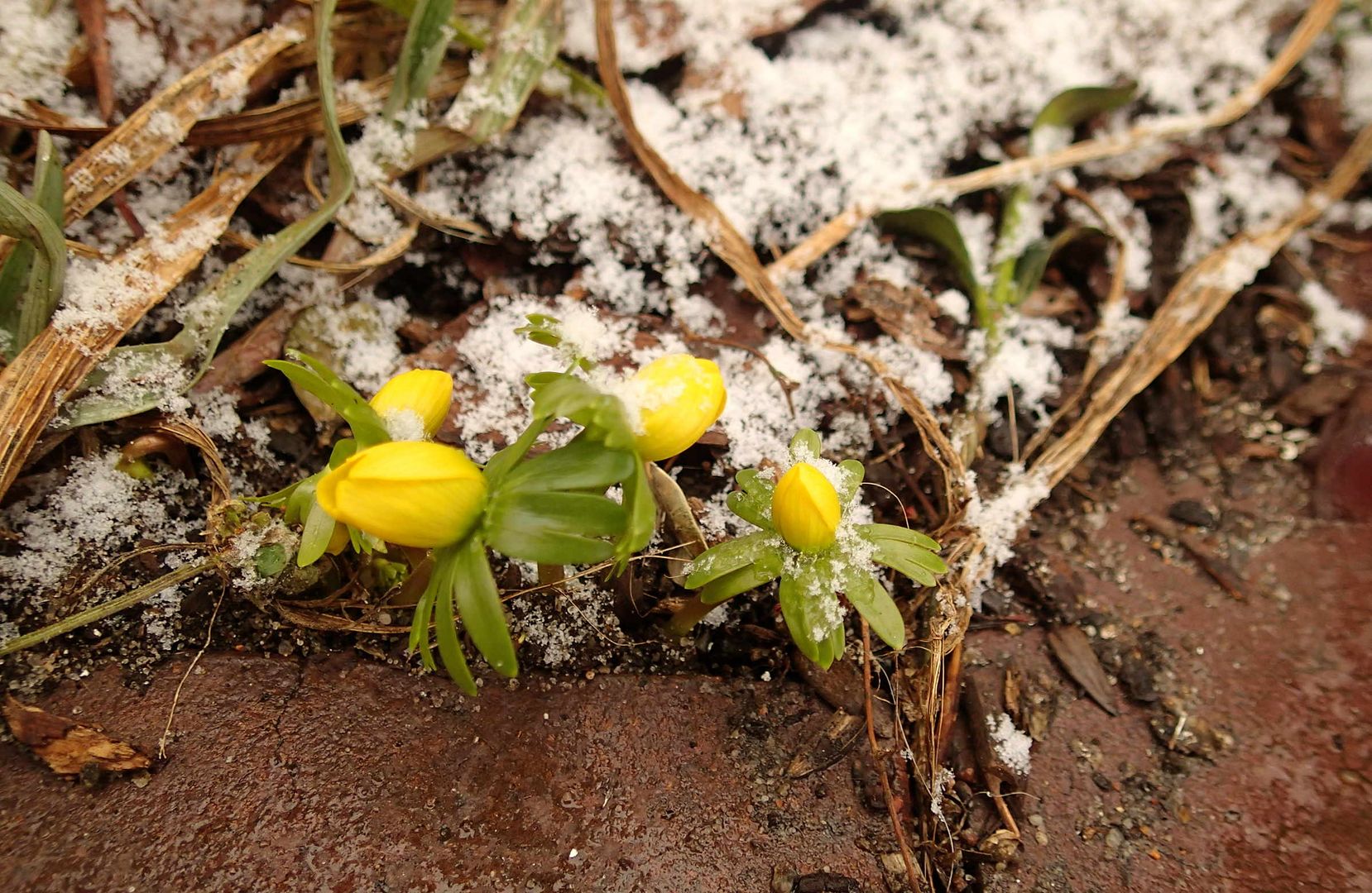 die ersten Winterlinge