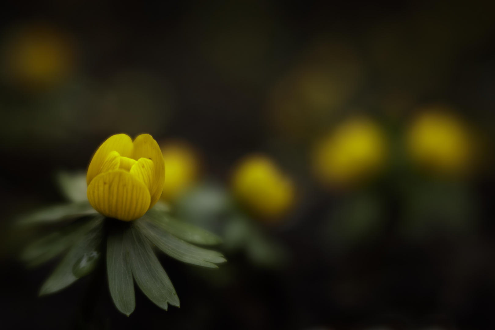 die ersten Winterlinge blühen