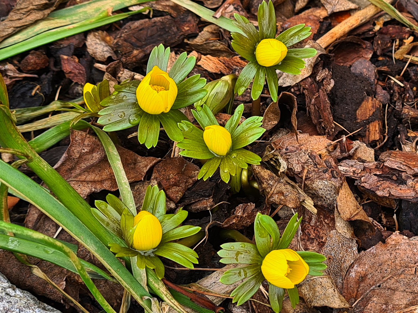 Die ersten Winterlinge...