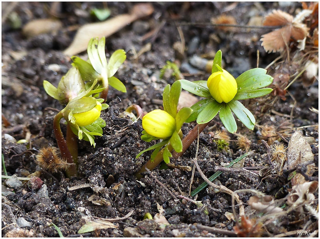 Die ersten Winterlinge drücken sich ans Licht ,