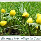 die ersten Winterlinge im Garten