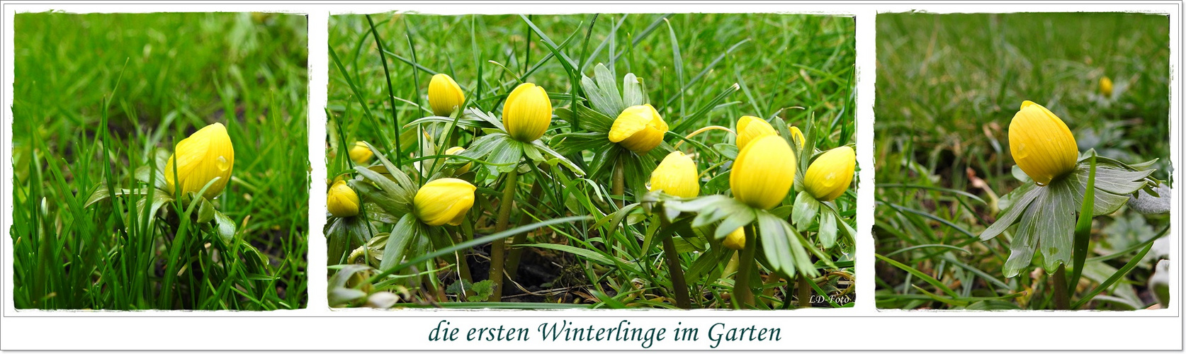 die ersten Winterlinge im Garten