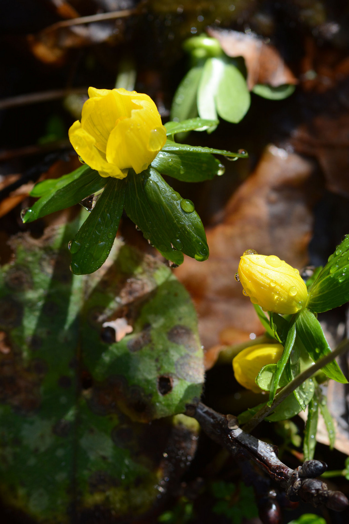 Die ersten Winterlinge sind erschienen