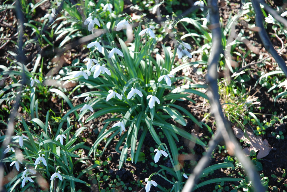 Die ersten zarten Blüten von Maria Schöpke 