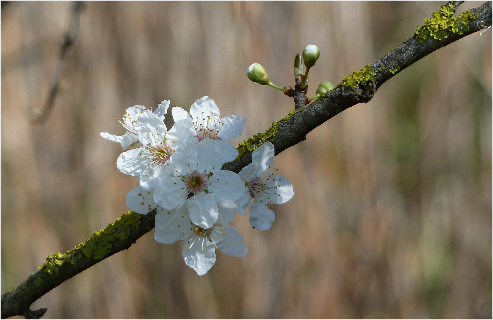 die ersten zarten Blüten ...