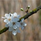 die ersten zarten Blüten ...