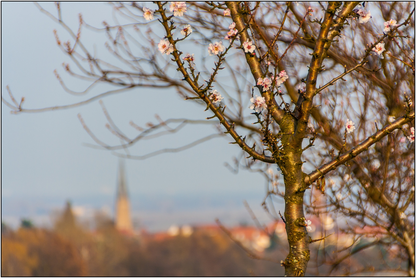 Die ersten zarten Blüten