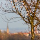 Die ersten zarten Blüten