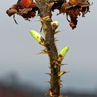 Die ersten zarten grünen Knospen