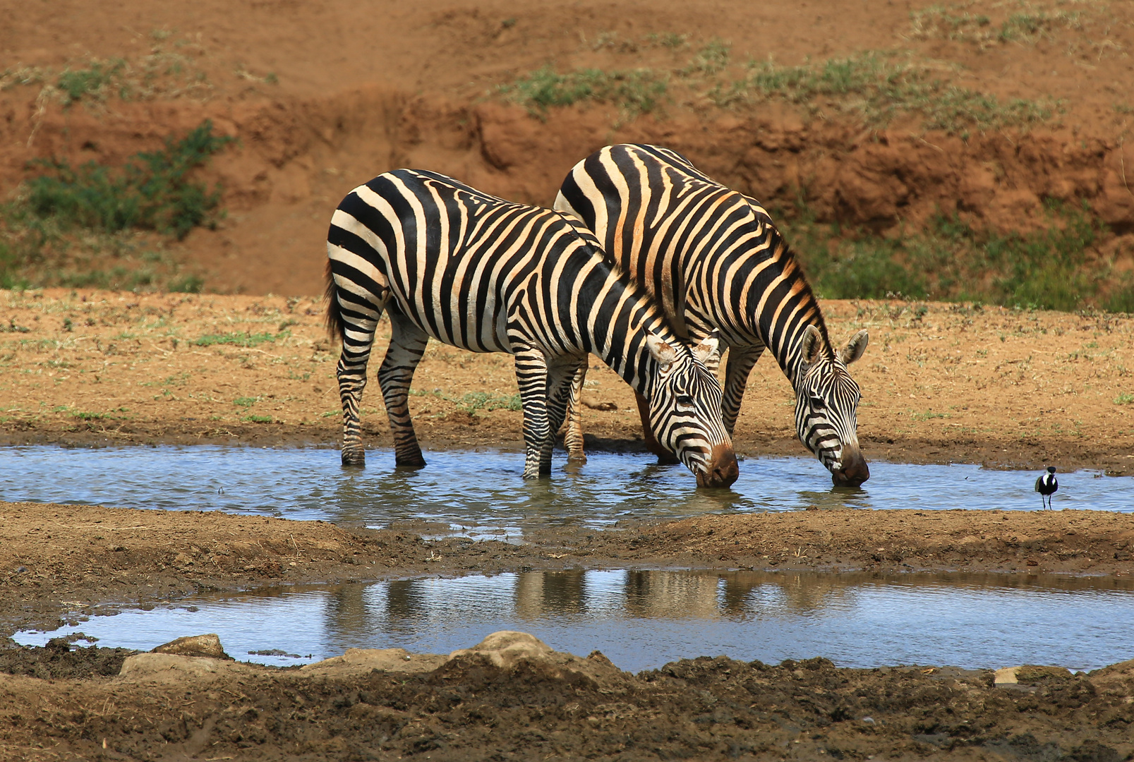 Die ersten Zebras am Wasserloch