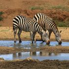 Die ersten Zebras am Wasserloch