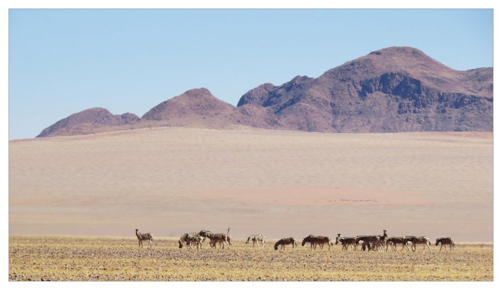 Die ersten Zebras in Sicht