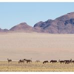 Die ersten Zebras in Sicht