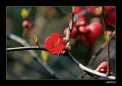 die ersten Zierquitten Blüten.......