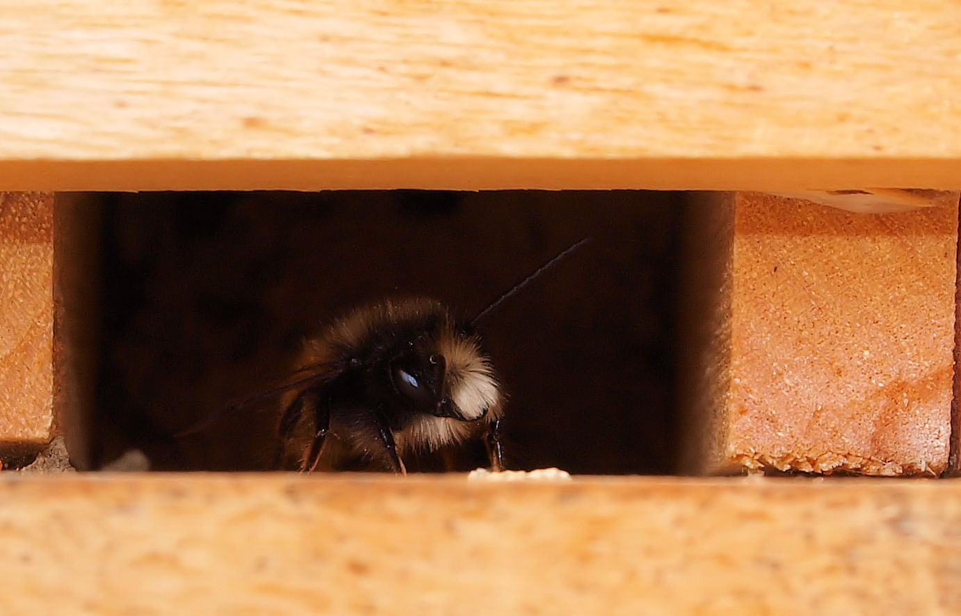 Die ersten zwei Männchen der Mauerbienen sind geschlüpft...