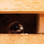 Die ersten zwei Männchen der Mauerbienen sind geschlüpft...